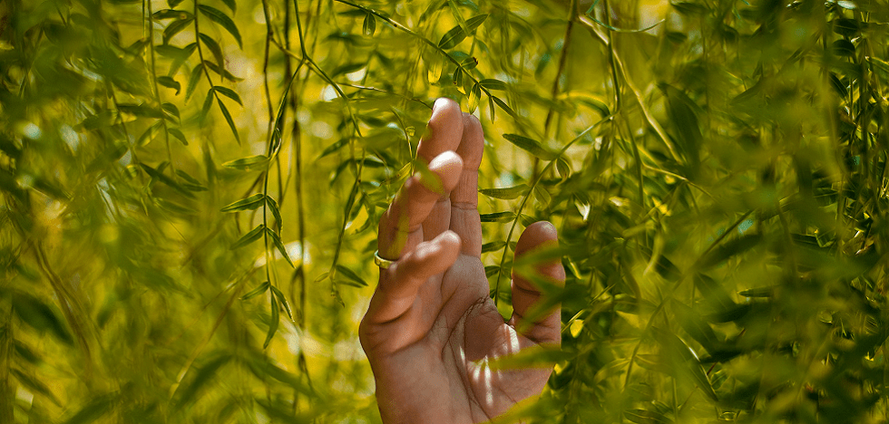 Eine Hand zwischen Zweigen eines Baumes